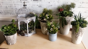 Black Dog Interiors Succulents