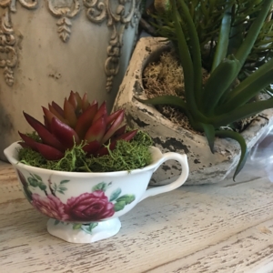 teacup succulent